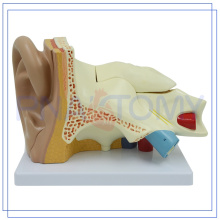 PNT-0671 Enlarged 5 parts Human Ear model